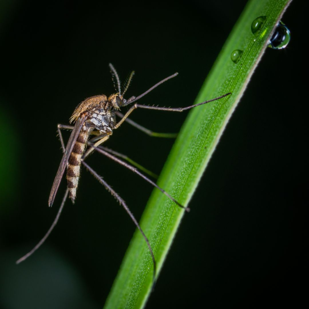 Mosquito on a branch