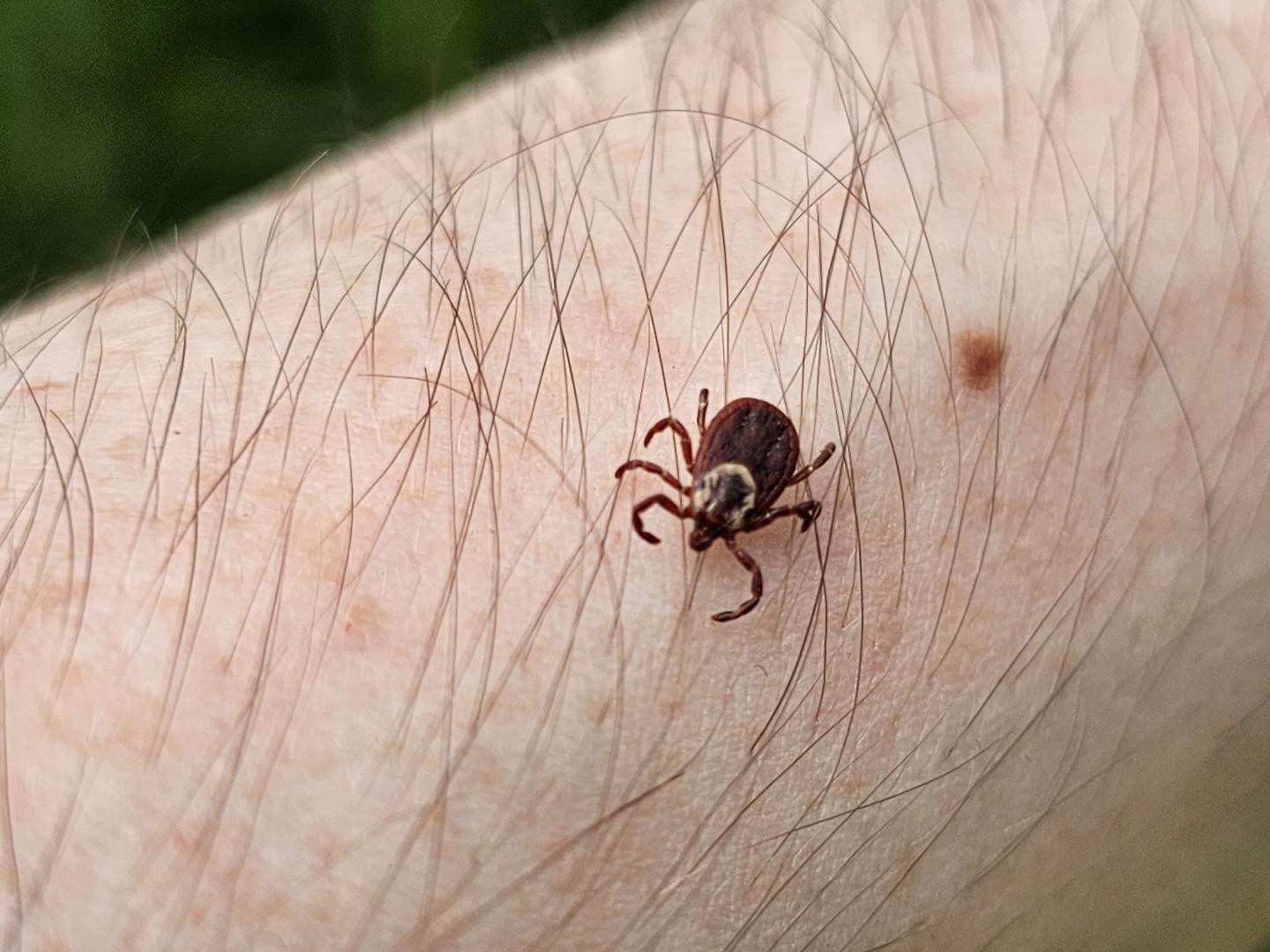A tick on a person