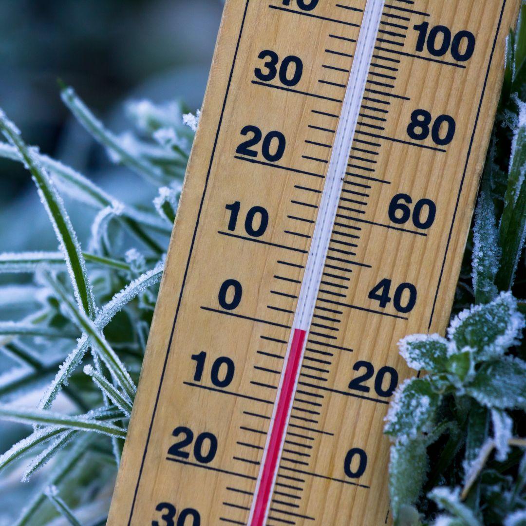 Thermometer at zero next to frozen plant