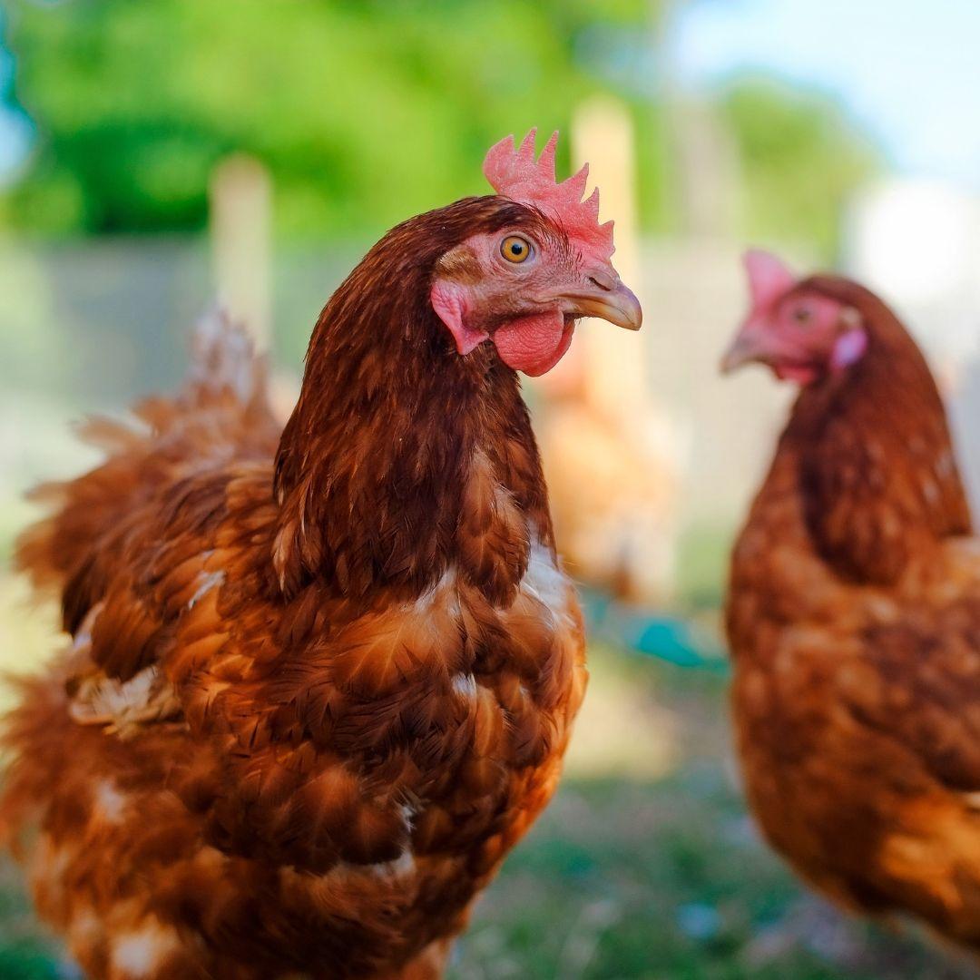 Two chickens roaming around outdoors